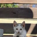 꽃과 그늘 이미지