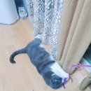 요미야 놀자 이미지