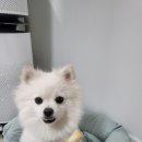 더펫샵(압량점) 이미지