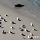 고양이랑놀자 Daum카페