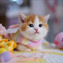 강남 고양이 분양 캣프렌즈 이미지