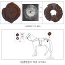 [이기환의 흔적의 역사] 떨어진 두 조각 허리띠장식편으로…잃어버린 신라 100년 복원해보니 이미지