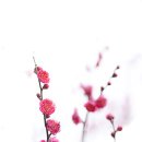 홍매 Daum카페