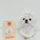 굿모닝퍼피 | 산양유 분말이 함유된 강아지츄르, 너티 하루루틴 굿모닝 퓨레 급여 후기