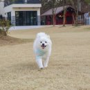 귀래630펜션 | 강원도 원주 풀빌라 견종차별 없는 귀래630