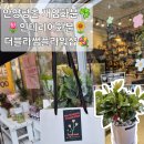 안양꽃집 평촌화분 인테리어용 화분 전문 플라워샵 더블라썸플라워