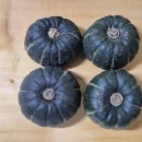 노지하우스 이미지