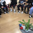 완도로뎀나무 이미지