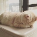 나만없어고양이 이미지