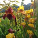 꽃뜨락민박 이미지