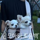 띠모아 | 몽모아티 로움백 강아지 이동가방 후기｜수납력까지 만족한 반려견 슬링백 추천
