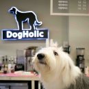 도그홀릭 이미지