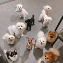 강남애견 이미지