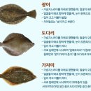 도다리