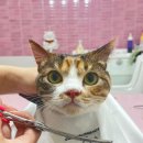 창원고양이미용 무냥무냥 이미지