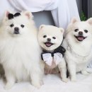 마린시티그루밍 이미지