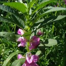 구봉산만남의광장 이미지