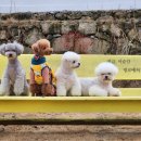 핑코애견 | 밀양 애견펜션 핑코하우스[라동] 23.12.31 별로예요