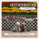 애견코리아 | 태안 애견동반 가볼만한곳 튤립으로 가득한 코리아플라워파크 직접다녀온 후기