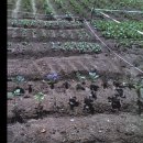 아지네농장 이미지