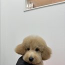 러브시티독 이미지