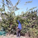 달뜨기흑염소목장 이미지