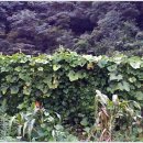 철뚝농장 이미지