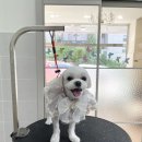 와니살롱