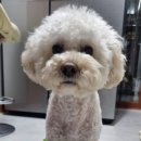 도기스쿨 이미지