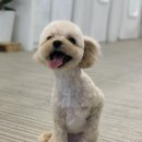 윌리하니 그루밍 이미지