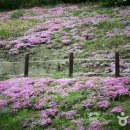 숲쟁이로 이미지