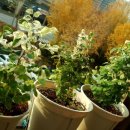 보노포스 이미지