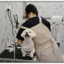 서면애견미용 맘바이 강아지 미용실 이미지