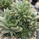 콩쥐팥쥐 이미지