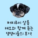 포천통키 | 포천 송우리 강아지 애견 미용샵 푸들 말티푸 포메 말티즈 비숑