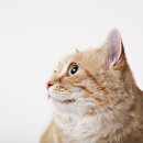 로얄동물암치료센터 이미지