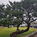 원조할매갈비 이미지