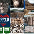유기농인증 GAP우수농산물관리인증 원목표고버섯 생표고버섯/육수용통건표고15개 이미지