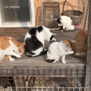 고양이 목욕탕 이미지