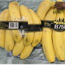 롯데쇼핑(주)롯데마트사업본부 이미지