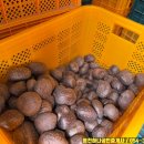 영천열매마농장 이미지