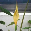 토란주인