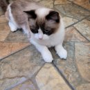 펫유동물병원 이미지