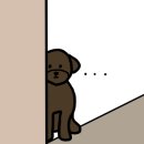 퍼스널댕댕 이미지