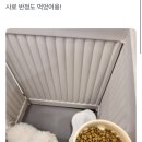 댕스미스 이미지