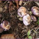 흰굴뚝버섯, 굽더더기 버섯 이미지