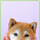 라비동물병원 네이버블로그