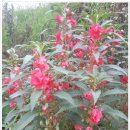 외딴농장 이미지