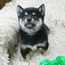 이누아이 이미지