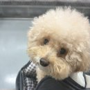 편안한댕 네이버블로그